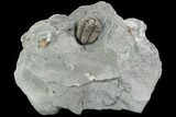 Bargain, Flexicalymene Trilobite - Mt Orab, Ohio #85616-1